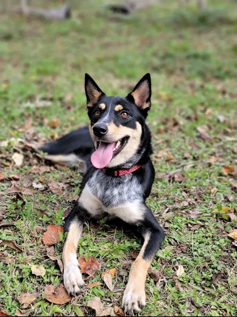 Jessie, K9 Mold Guide's certified mold detection dog